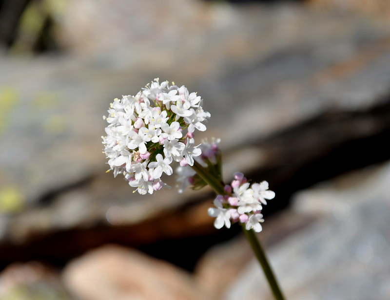 Image of Valeriana alpestris specimen.