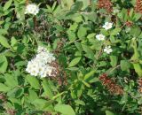 Spiraea media