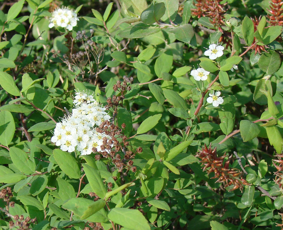 Image of Spiraea media specimen.