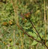 Bidens frondosa. Верхушка побега с соплодиями. Восточный Казахстан, г. Усть-Каменогорск, правый берег р. Иртыш. 12.09.2014.