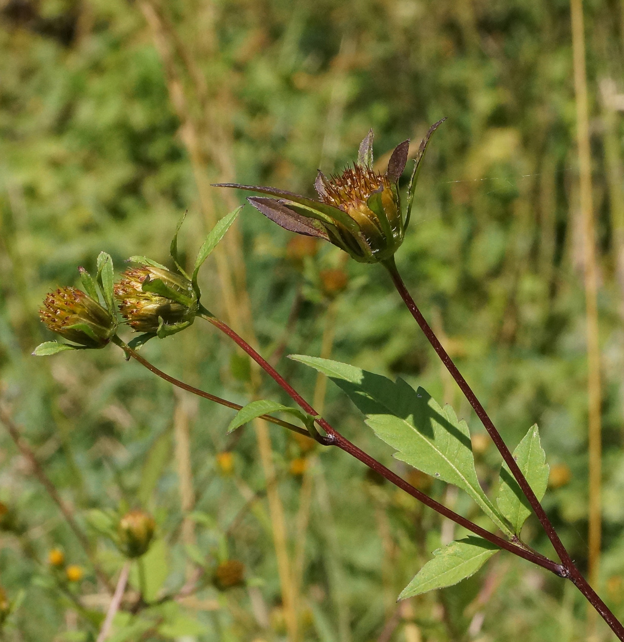 Изображение особи Bidens frondosa.