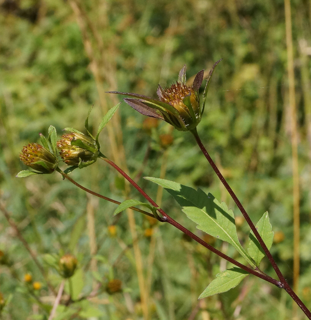 Изображение особи Bidens frondosa.