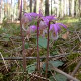 Calypso bulbosa. Цветущие растения. Свердловская обл., окр. г. Североуральск, травяно-моховой сосняк с елью на известняках. 24.05.2008.