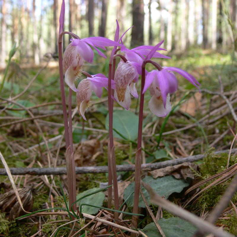 Изображение особи Calypso bulbosa.