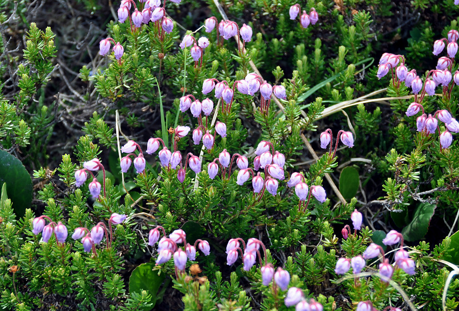 Image of Phyllodoce caerulea specimen.