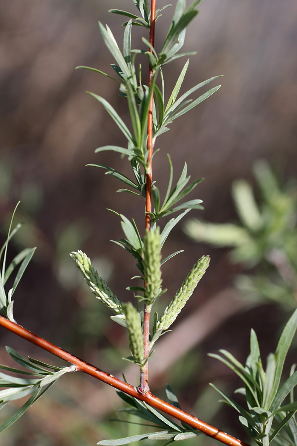 Image of Salix wilhelmsiana specimen.