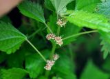 Pilea mongolica. Часть побега с соцветиями. Приморье, Хасанский р-н, остров Фуругельма, опушка широколиственного леса. 16.08.2015.