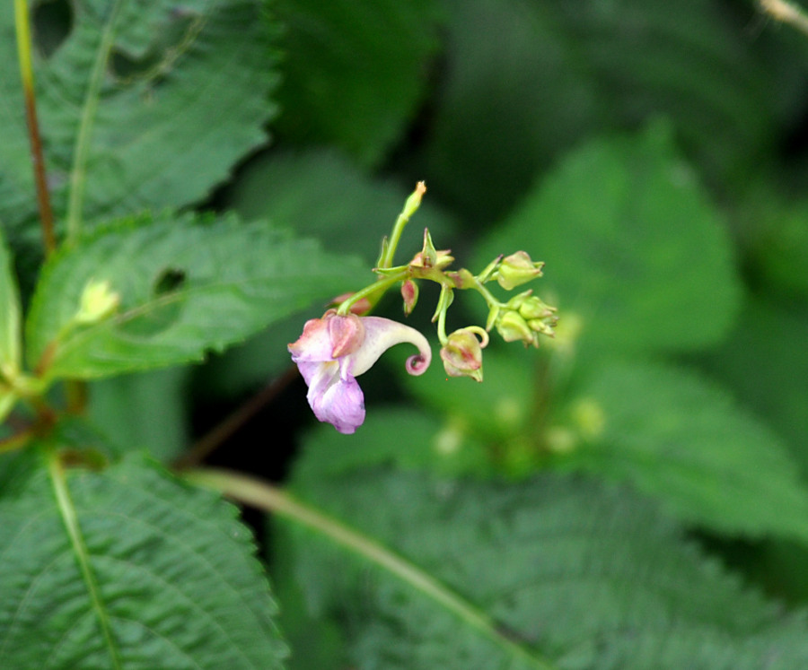 Изображение особи Impatiens furcillata.