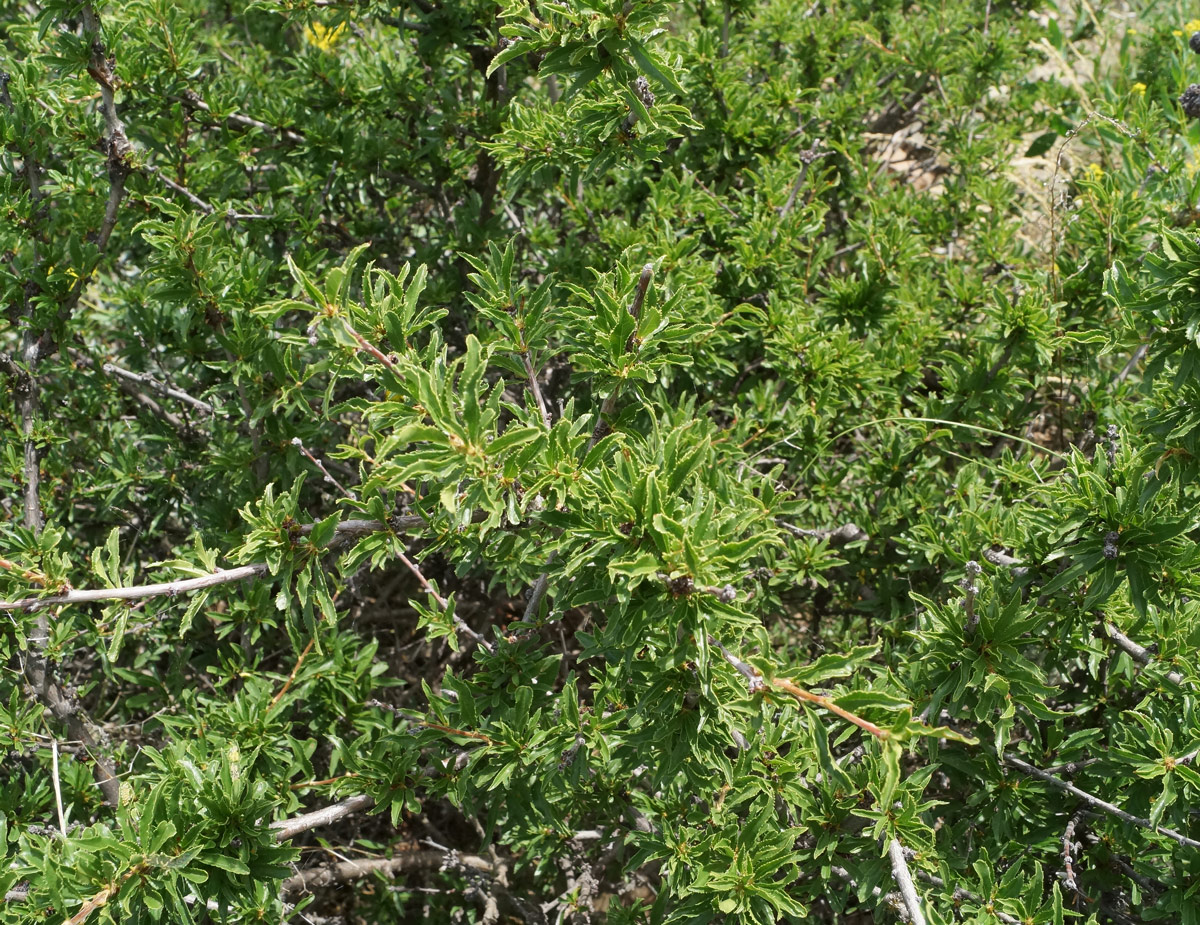 Image of Cerasus tianshanica specimen.