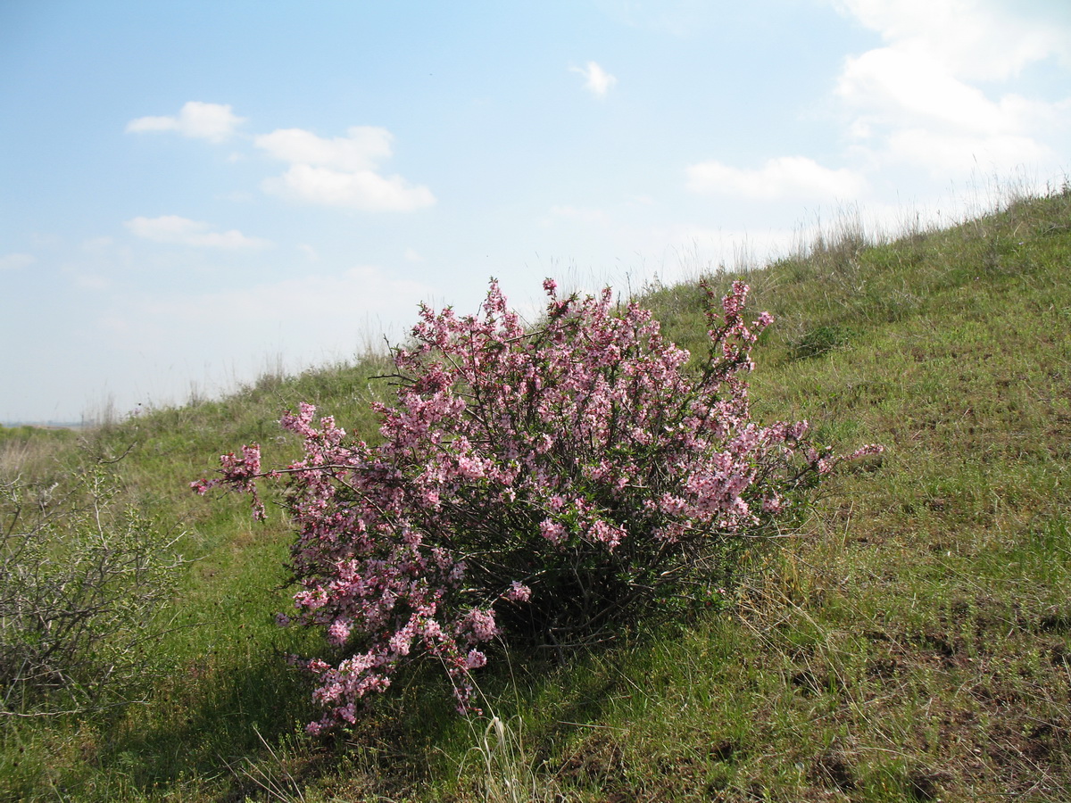 Image of Cerasus tianshanica specimen.