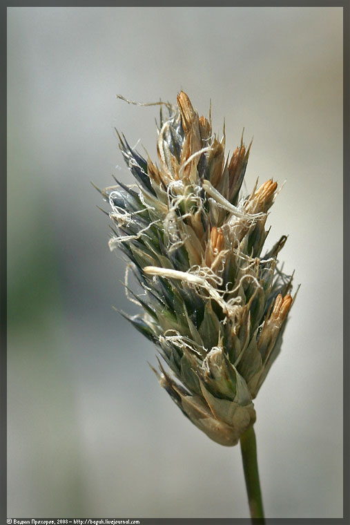 Изображение особи Sesleria albicans.