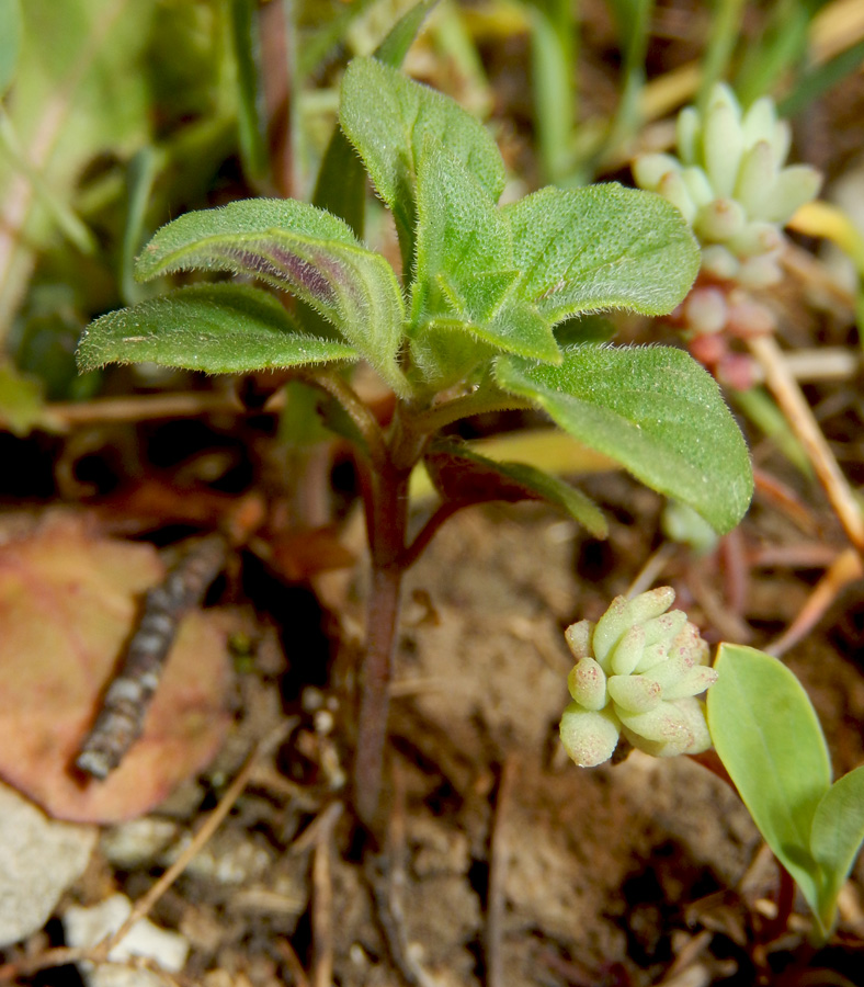 Изображение особи Ziziphora acinos.