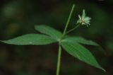 Asperula caucasica