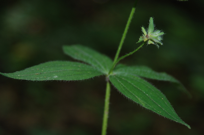 Image of Asperula caucasica specimen.