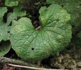 Alliaria petiolata