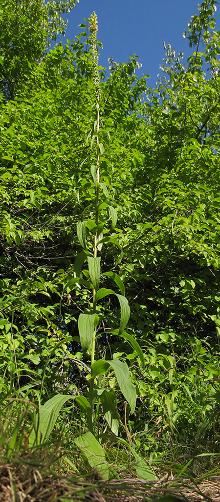 Изображение особи Digitalis schischkinii.