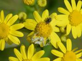 Senecio vernalis