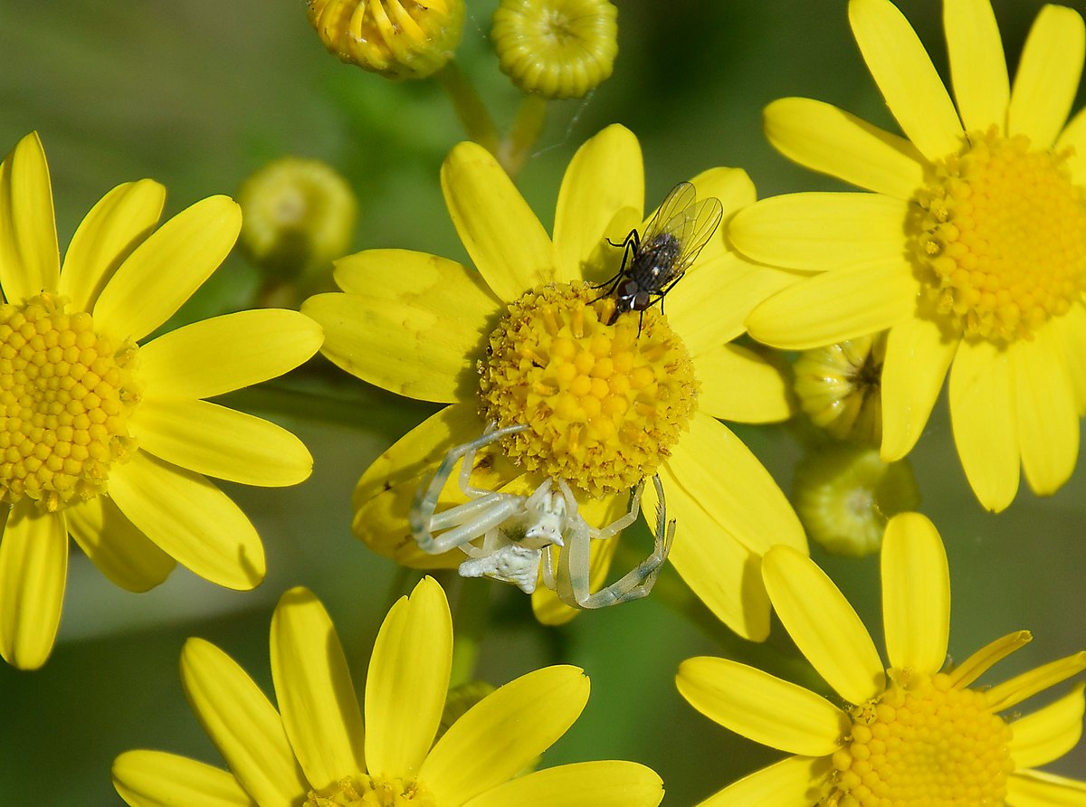 Изображение особи Senecio vernalis.