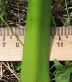 Allium decipiens