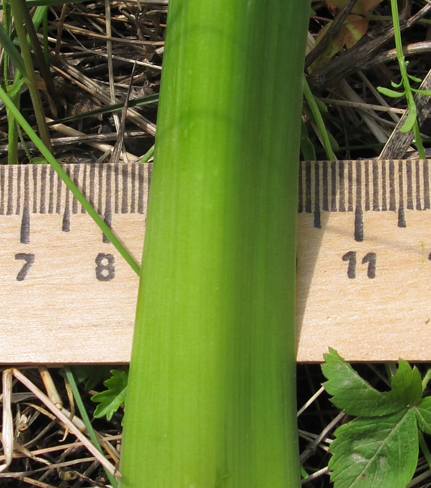 Image of Allium decipiens specimen.