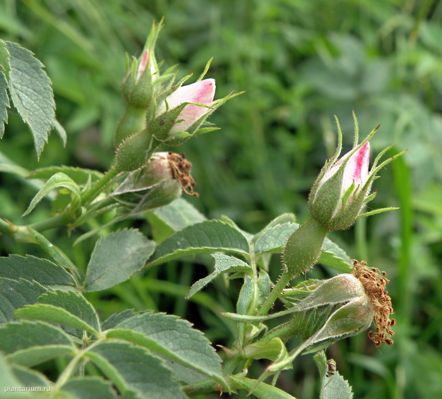 Изображение особи Rosa corymbifera var. tomentosa.