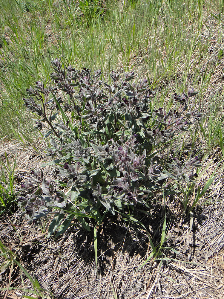 Image of Nonea rossica specimen.