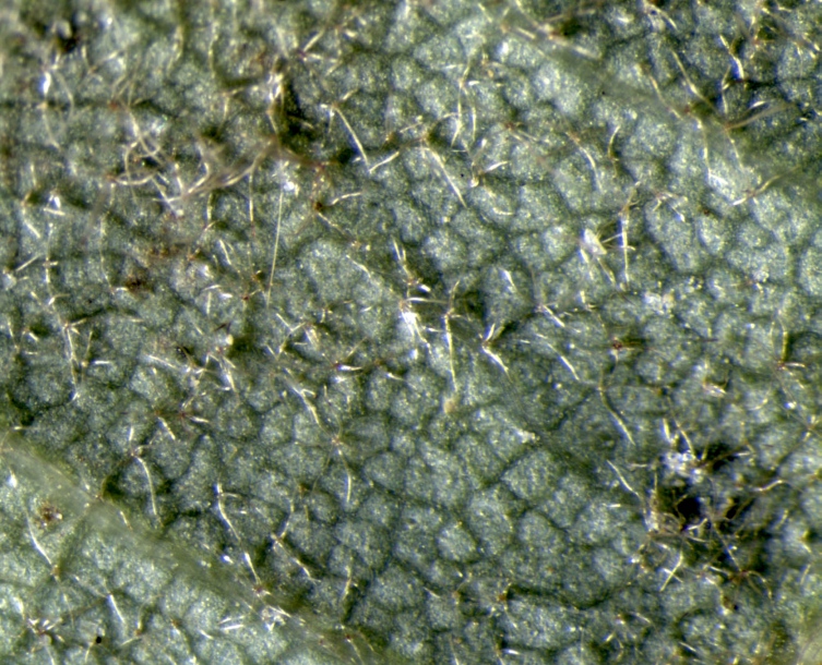 Image of Tilia amurensis specimen.