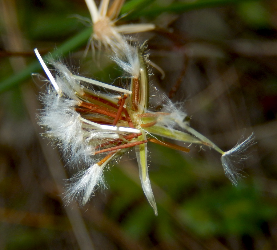 Image of Lagoseris sancta specimen.