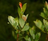 Salix starkeana. Верхушка веточки. Московская обл., Раменский р-н, окр. ж.-д. платформы Хрипань, просека под ЛЭП. 08.06.2016.