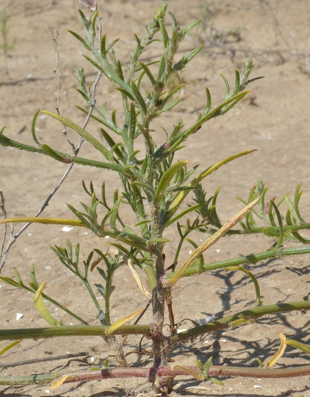 Изображение особи Corispermum hyssopifolium.