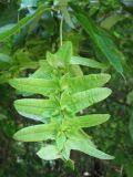 Carpinus betulus. Соплодие с незрелыми плодами. Украина, Черкасская обл., Маньковский р-н, с. Буки, Букский каньон, широколиственный лес. 11.06.2016.