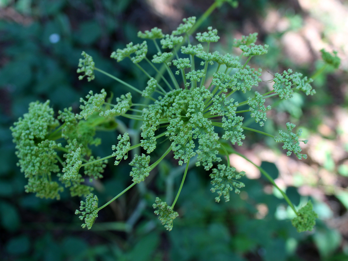 Изображение особи Laserpitium latifolium.