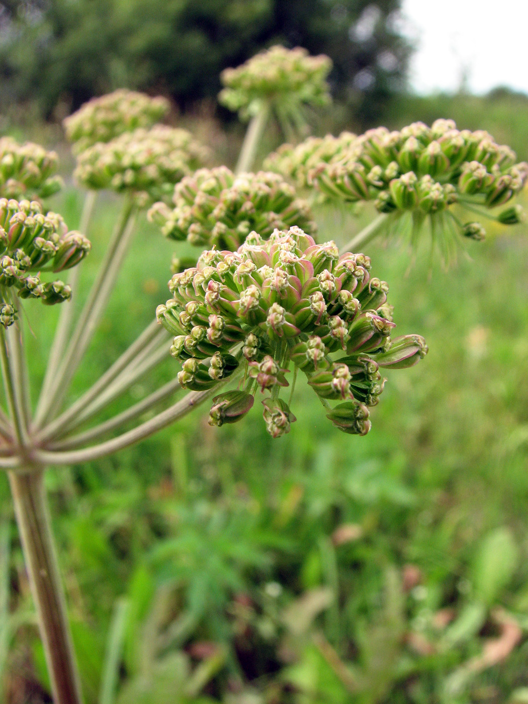Image of Angelica sylvestris specimen.
