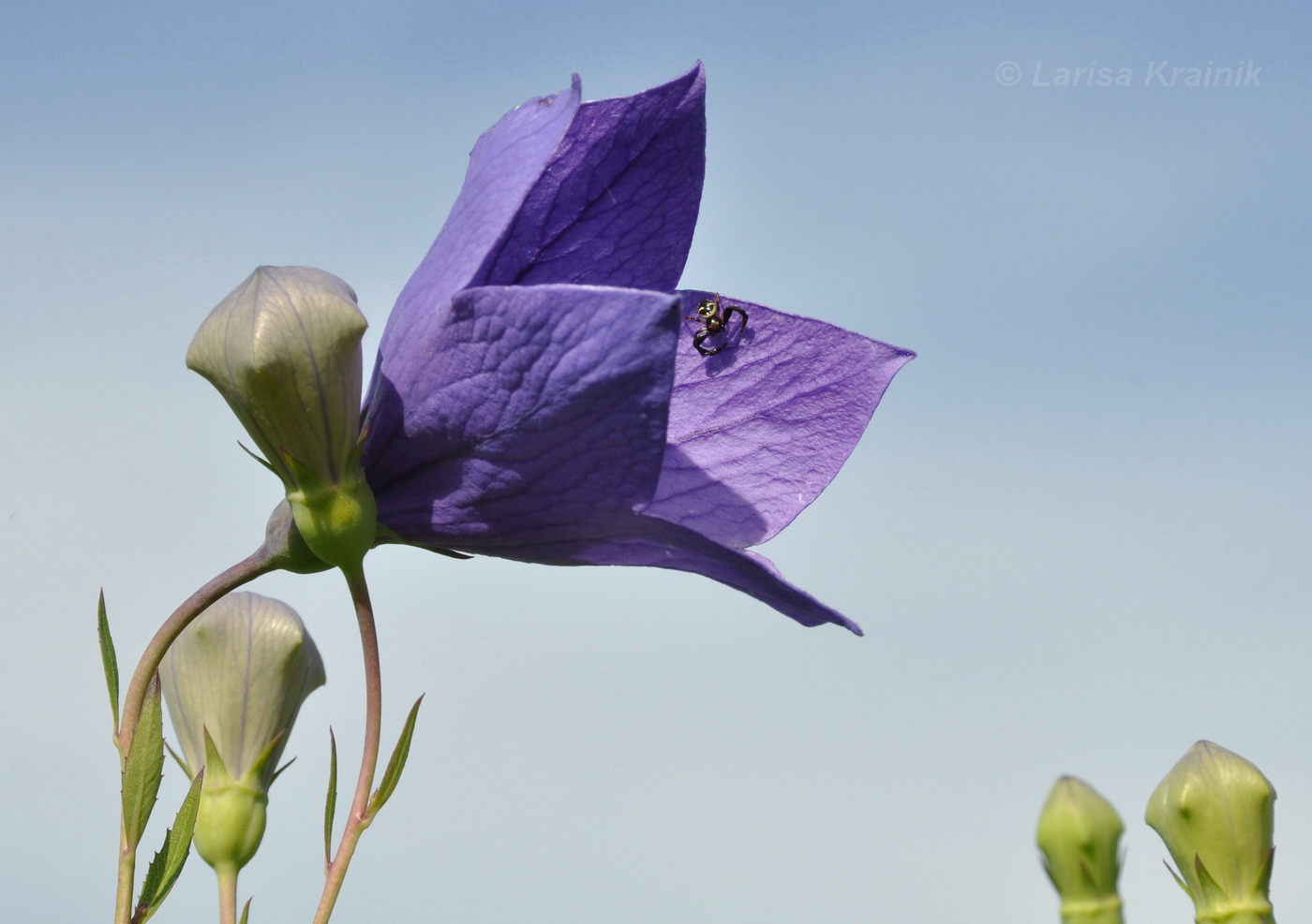 Image of Platycodon grandiflorus specimen.