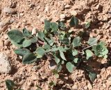 Astragalus megalomerus