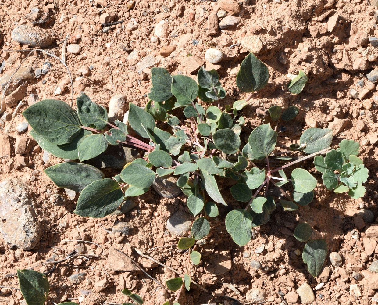 Изображение особи Astragalus megalomerus.