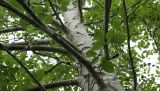 Populus suaveolens. Часть ствола и основания скелетных ветвей. Камчатский край, Елизовский р-н, окр. оз. Светлое, лиственный лес. 20.07.2019.