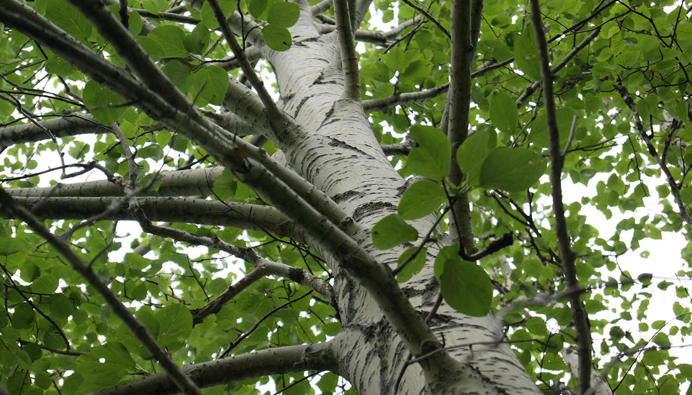 Image of Populus suaveolens specimen.