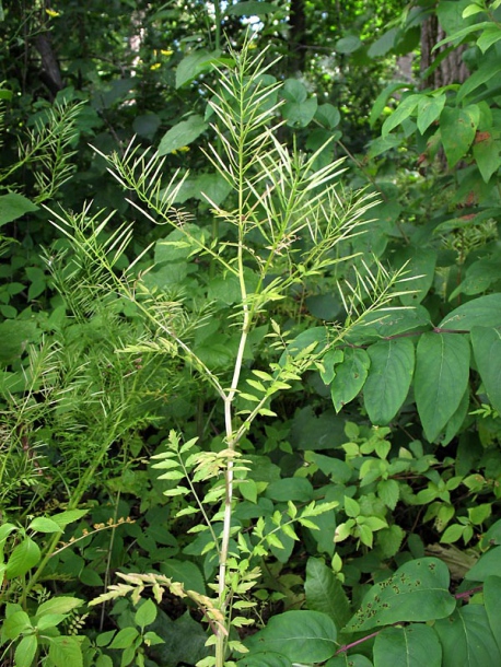 Изображение особи Cardamine impatiens.