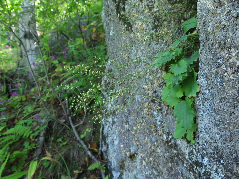 Image of Micranthes oblongifolia specimen.