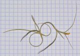 Tillandsia usneoides. Верхушка веточки с цветком. Израиль, Шарон, г. Тель-Авив, ботанический сад тропических растений. 21.06.2016.