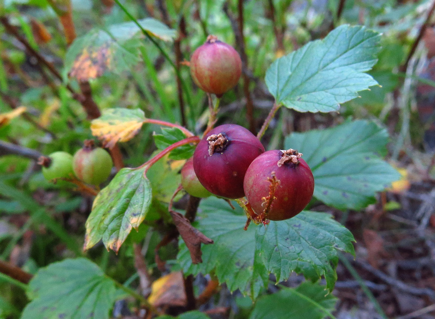 Image of Ribes procumbens specimen.