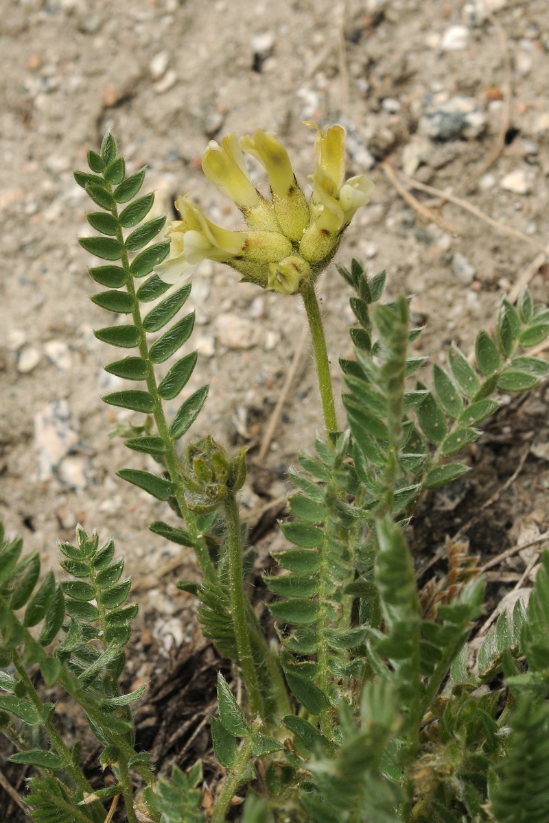 Изображение особи Oxytropis recognita.