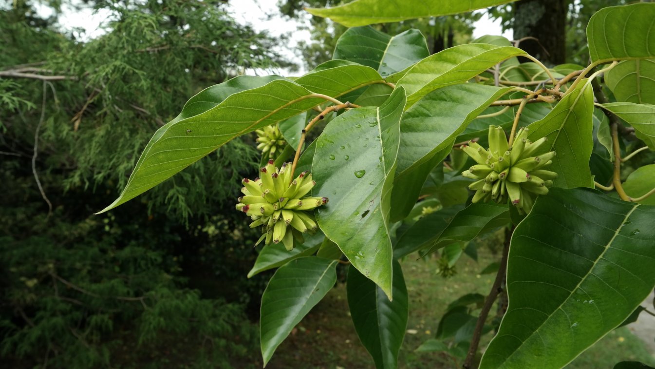 Image of Camptotheca acuminata specimen.