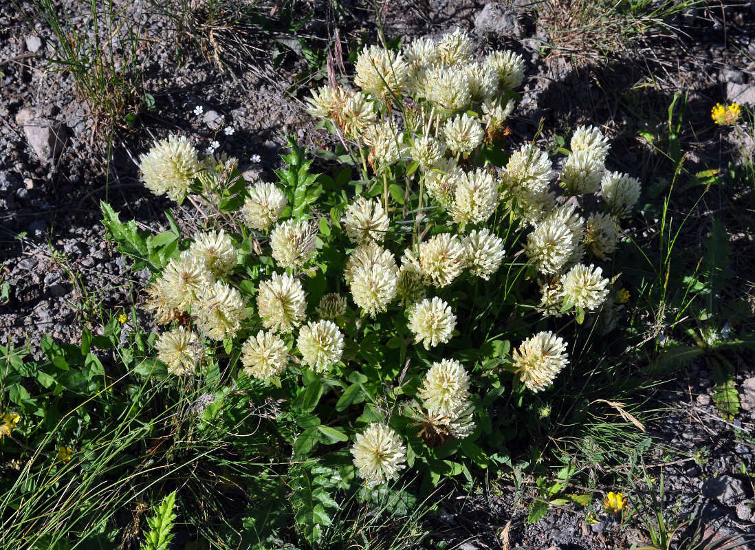Image of Trifolium canescens specimen.