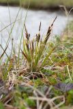 Carex bigelowii