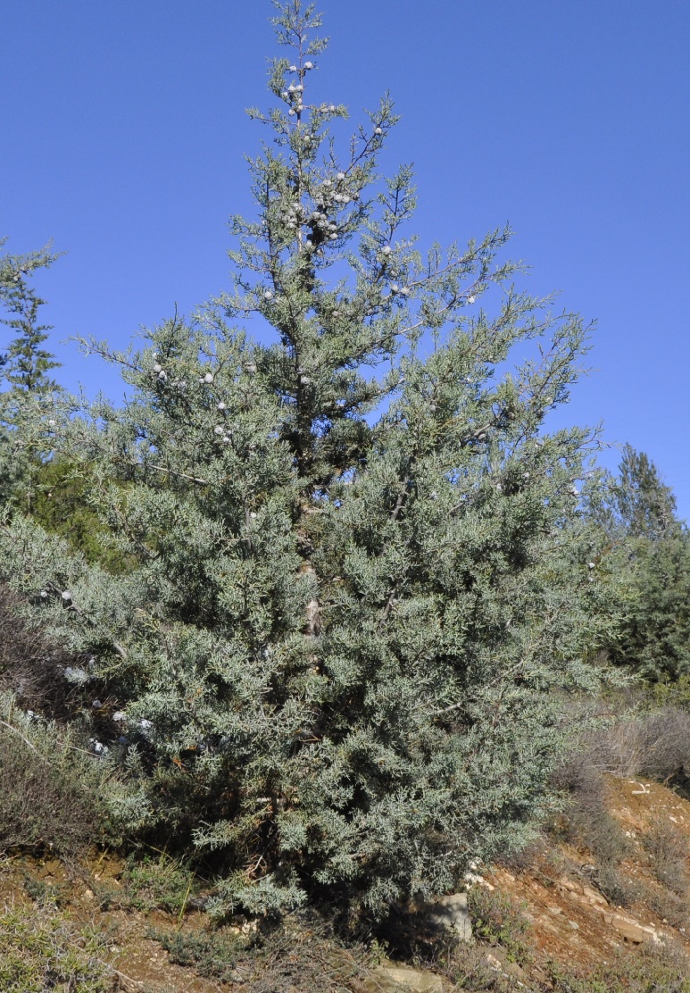 Image of Cupressus arizonica specimen.