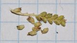 Paspalidium geminatum. Часть отцветающего соцветия и колоски. Израиль, долина Геннисаретского озера, дельта нахаль Амуд. 22.01.2015.