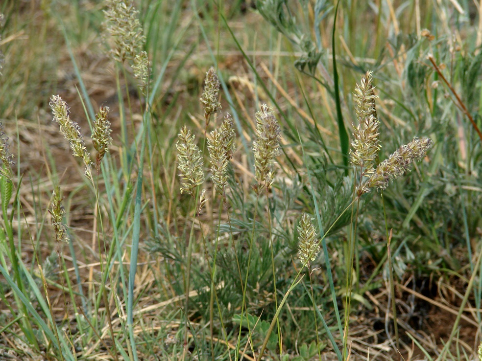 Image of genus Koeleria specimen.