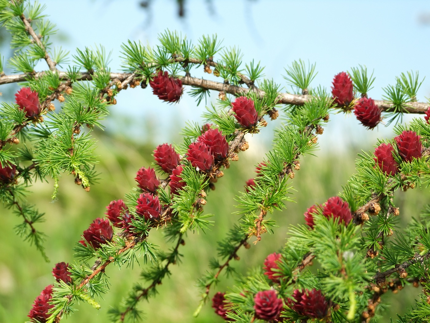 Image of Larix cajanderi specimen.